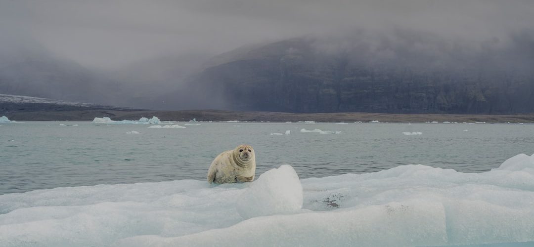 Foça 250 TL'lik Web Site Kampanyası