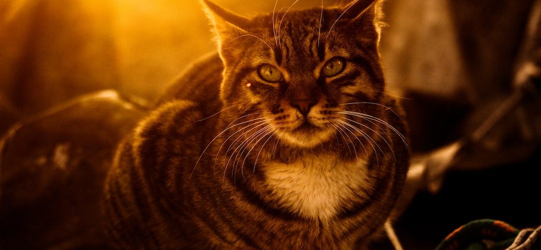 Ereğli Web Tasarım ve Yazılım Hizmeti