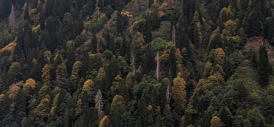 Çamlihemşin 250 TL'lik Web Site Kampanyası