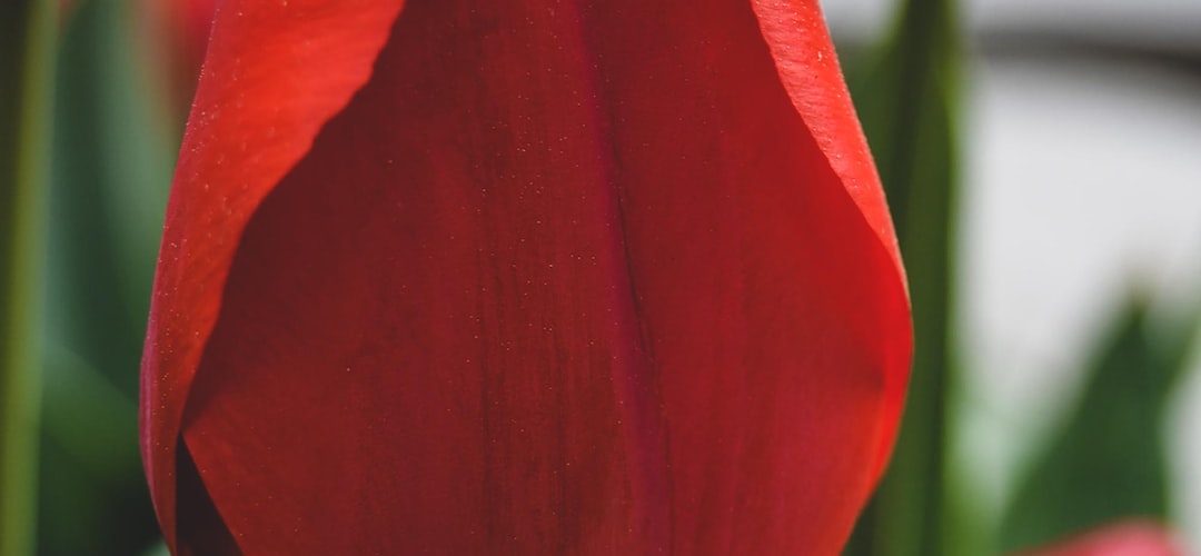 Merkez 250 TL'lik Web Site Kampanyası