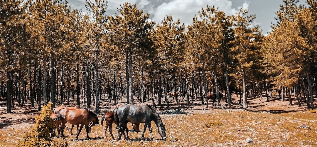 Pozanti 250 TL'lik Web Site Kampanyası