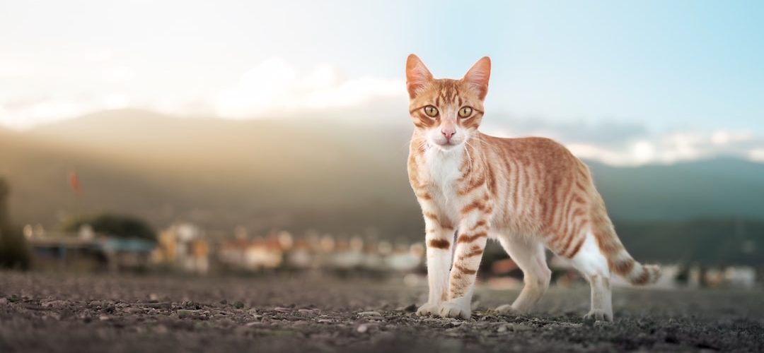 Edremit Web Tasarım ve Yazılım Hizmeti