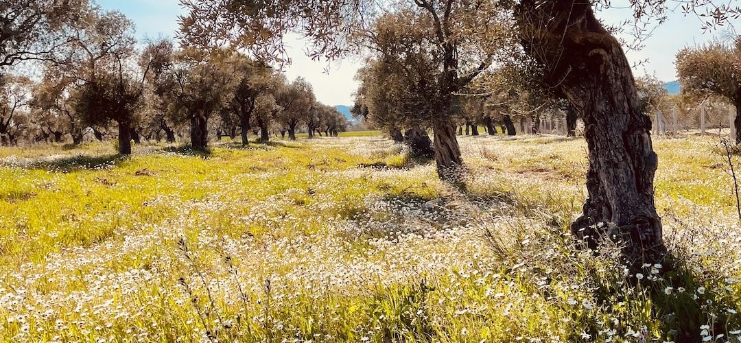 Torbali 250 TL'lik Web Site Kampanyası