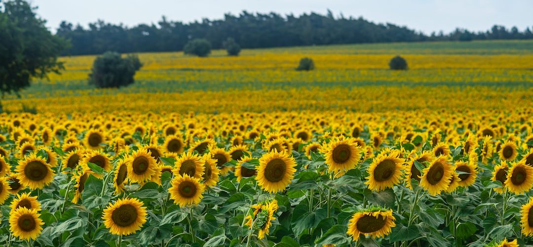 Merkez Web Tasarım ve Yazılım Hizmeti