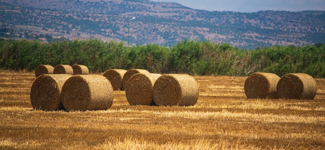 Dikili 250 TL'lik Web Site Kampanyası