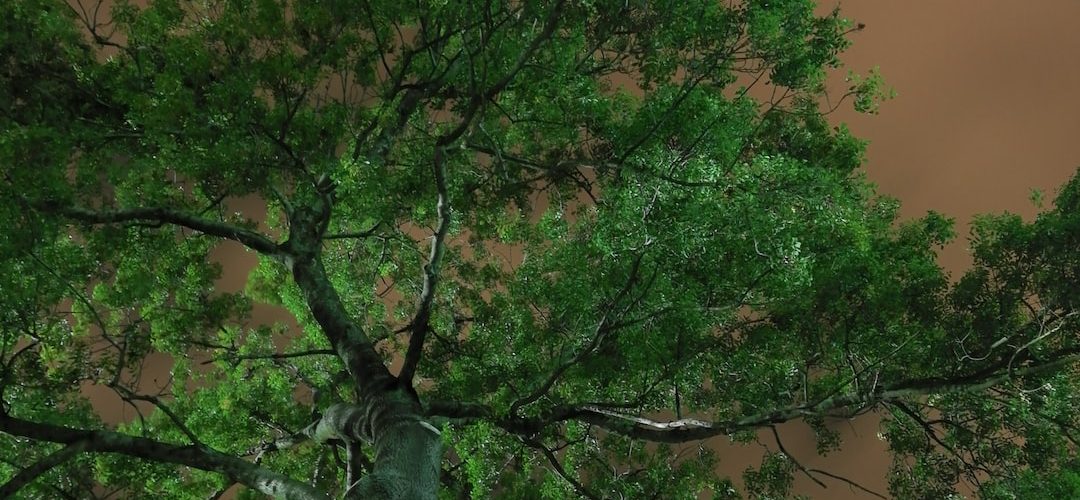 Adapazari 250 TL'lik Web Site Kampanyası