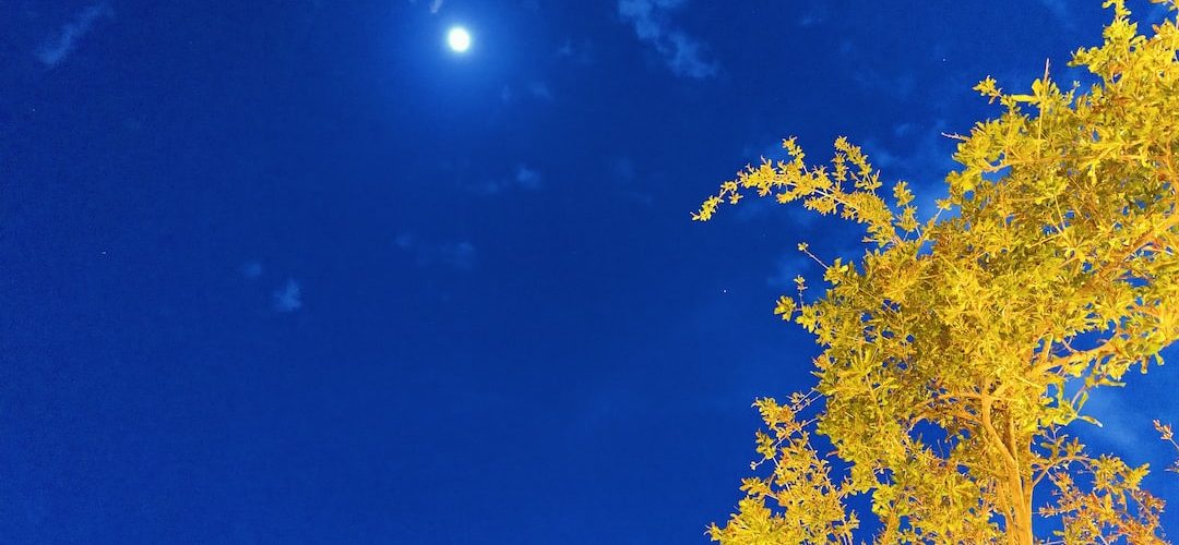 Eyyübiye Web Tasarım ve Yazılım Hizmeti