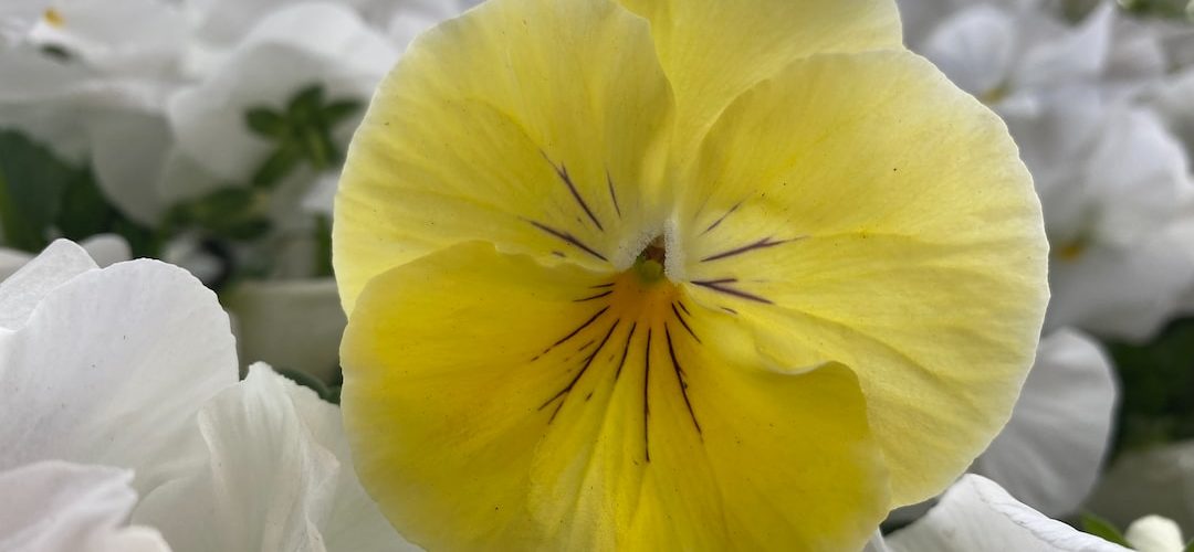 Maltepe 250 TL'lik Web Site Kampanyası