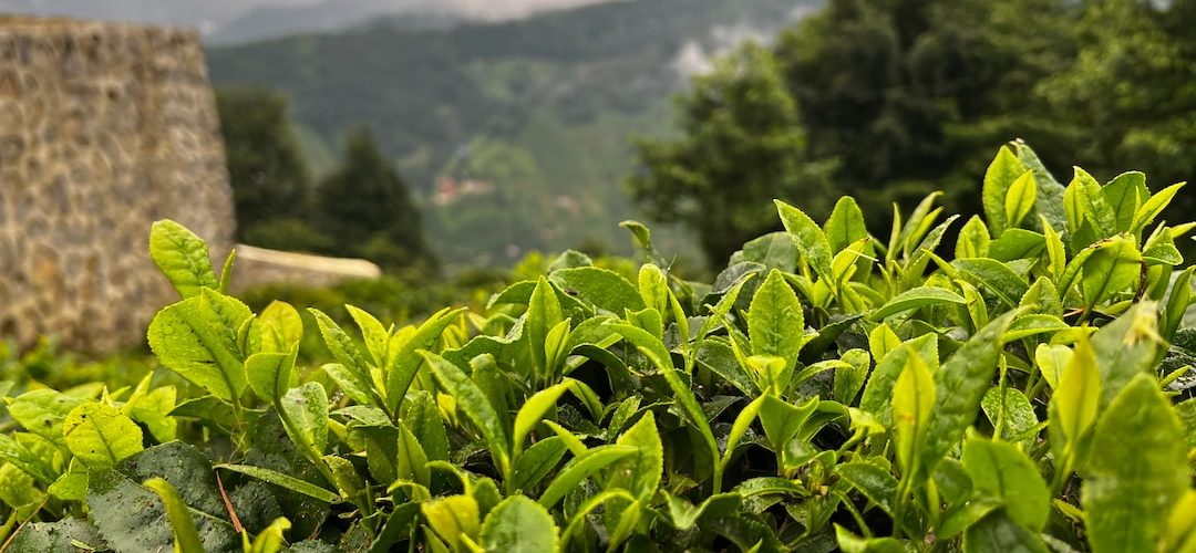 İkizdere 250 TL'lik Web Site Kampanyası