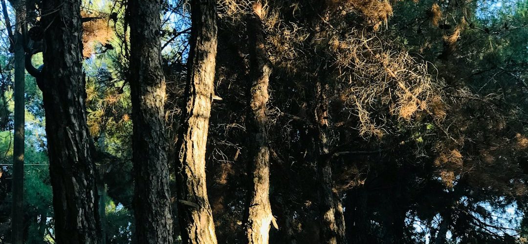 Şahinbey İşletmeleri için Dijital Başarıya Giden Yol: Profesyonel Web Tasarımı