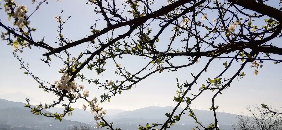 Antakya İşletmeleri için Dijital Başarıya Giden Yol: Profesyonel Web Tasarımı