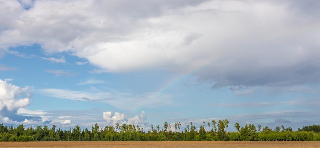 Köse İşletmeleri için Dijital Başarıya Giden Yol: Profesyonel Web Tasarımı