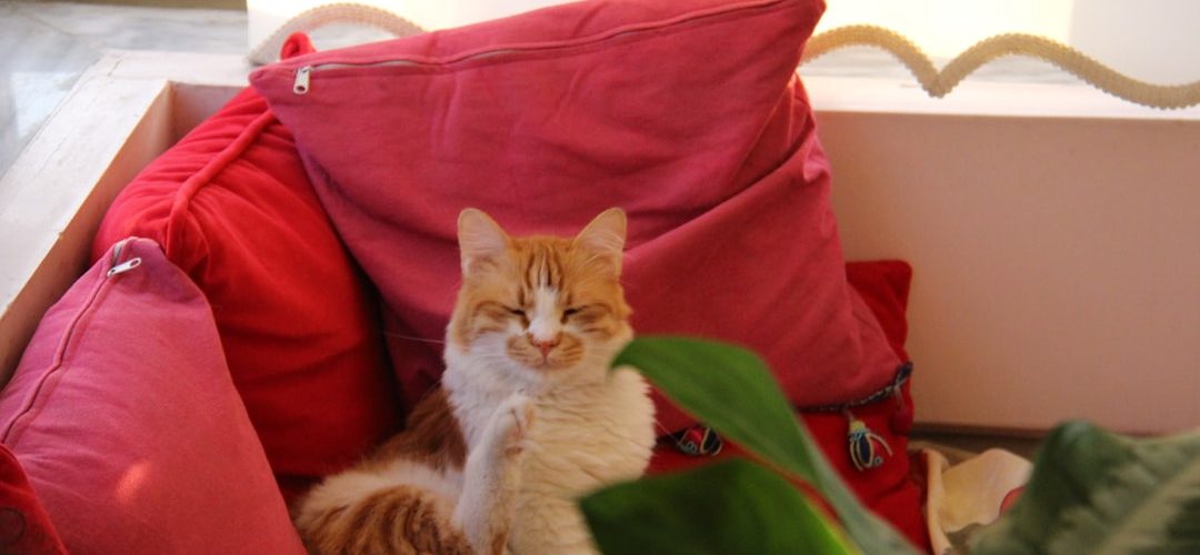 Defne İşletmeleri için Dijital Başarıya Giden Yol: Profesyonel Web Tasarımı