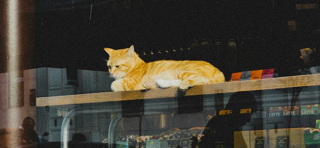 Sinanpaşa İşletmeleri için Dijital Başarıya Giden Yol: Profesyonel Web Tasarımı