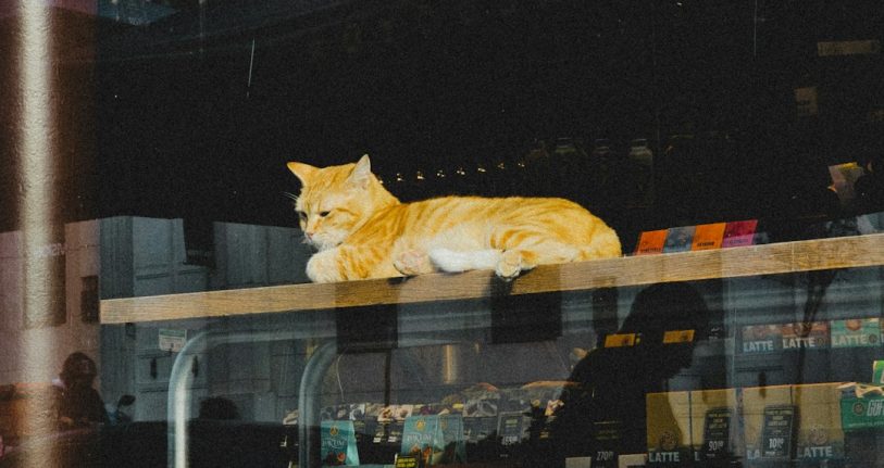 Sinanpaşa İşletmeleri için Dijital Başarıya Giden Yol: Profesyonel Web Tasarımı