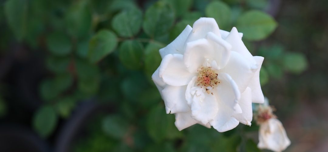 Pozanti İşletmeleri için Dijital Başarıya Giden Yol: Profesyonel Web Tasarımı